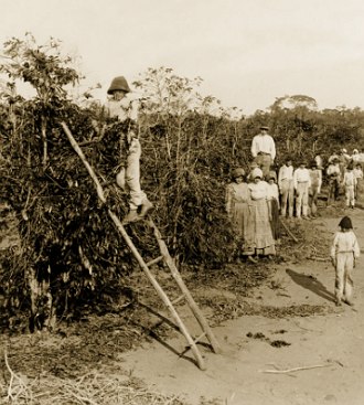 Foto mostrando imigrantes italianos numa lavoura de café