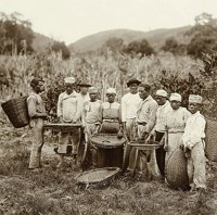 Escravizados: mão de obra utilizada na fase inicial do Ciclo do Café no Brasil