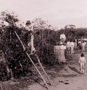 Foto de Imigrantes italianos trabalhando na lavoura de café no início do século XX.